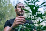 Le producteur de chanvre pris pour un trafiquant de cannabis