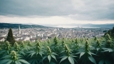 Le projet pilote de cannabis à Zurich : un autre pas vers une Suisse verte