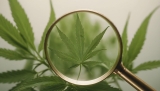 ¿Qué es el CBD?