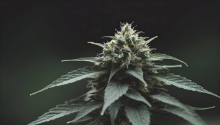 ¿Qué es el THCP? Todo sobre el cannabinoide más potente