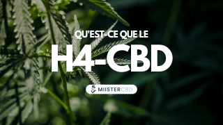 H4CBD: what is this hydrogenated cannabidiol?