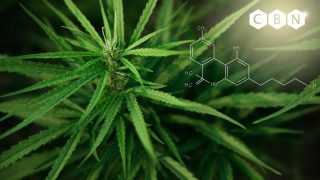 Où acheter le meilleur CBN pas cher ? Les boutiques de Cannabinol en 2025