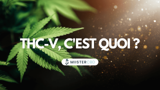 THCV : qu’est-ce que ce cannabinoïde utile à la perte de poids ?