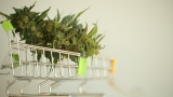 Qui peut vendre du CBD en France ? 