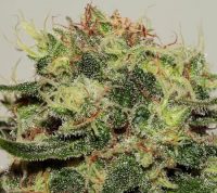 seedsman-cbd_critical_mass_1_jhletovgmtuugyi2 seedsman-cbd_critical_mass_1_jhletovgmtuugyi2