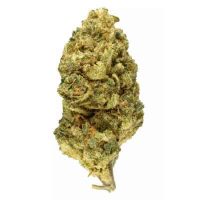 sour-diesel-indoor sour-diesel-indoor