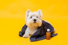 Surdosage de CBD pour chien : quels sont les dangers à éviter ?