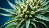 Les terpènes de cannabis : une alternative prometteuse pour soulager les douleurs dues à la chimiothérapie
