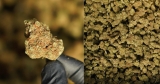 Test de la Sunset Sherbet de cb’dé : Notre avis sur cette variété de CBD