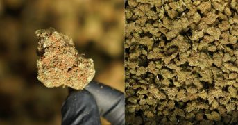 Test de la Sunset Sherbet de cb’dé : Notre avis sur cette variété de CBD