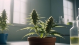 THC e CBD: Quais as diferenças entre estes dois canabinóides? 