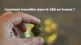 Comment travailler dans le CBD en France ? 