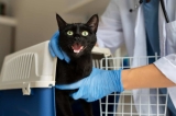 CBD pour chat et vomissements : tout ce qu’il faut savoir
