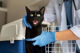 CBD pour chat et vomissements : tout ce qu’il faut savoir