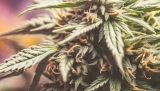 What Does CBD Flower Smell Like?