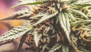 What Does CBD Flower Smell Like?