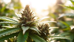 What is Delta-8 THC? What You Need to Know
