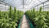 Hemp Cultivation Tips: When to Harvest CBD Buds for The Best Potency?