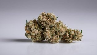 ¿Cómo se consumen las flores de CBD?